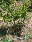 DSCF2150(1)